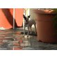 Speedy, ein Chihuahua Mix? - Hündin