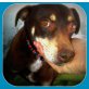 Speedy sucht zuhause oder Pflegestelle, Terrier-Mix - Hündin