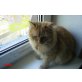Speedy und Karli, Perser und Schildpatt - Kater