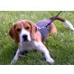 Spencer, Beagle - Rüde