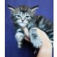 Spencer, Maine Coon - Kater
