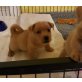 Spencer & Sylvester, Norwich-Terrier Welpen - Rüde