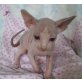 Sphynx Kätzchen - Katze