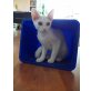 Sphynx - Kater