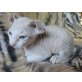 Sphynx - Kater