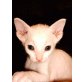 Sphynx - Kater