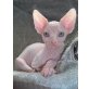 Sphynx - Kater