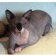 Sphynx - Kater