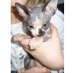 Sphynx - Kater
