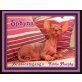 Sphynx - Kater