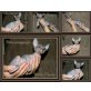 Sphynx - Kater