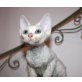 Sphynx - Kater
