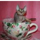 Sphynx - Kater