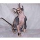 Sphynx - Kater
