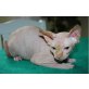 Sphynx - Kater