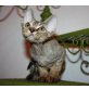 Sphynx - Kater