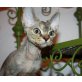 Sphynx - Kater