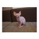 Sphynx - Kater