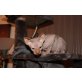 Sphynx - Kater