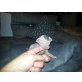 Sphynx - Kater