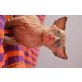 Sphynx - Kater