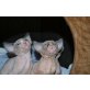 Sphynx - Kater