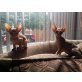 Sphynx - Kater