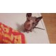 Sphynx - Kater