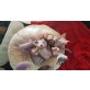 Sphynx - Kater