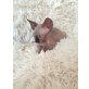 Sphynx - Kater