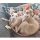 Sphynx - Kater