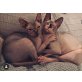 Sphynx - Kater