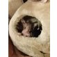Sphynx - Kater