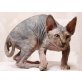 Sphynx - Katze