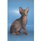Sphynx - Katze
