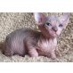 Sphynx - Katze