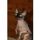Sphynx - Katze