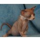 Sphynx - Katze