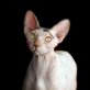 Sphynx - Katze