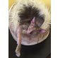 Sphynx - Katze