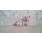 Sphynx - Katze