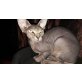 Sphynx - Katze