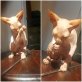 Sphynx - Katze