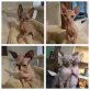 Sphynx - Katze