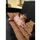 Sphynx - Katze