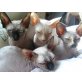 Sphynx - Katze