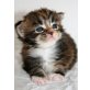 Spice Girls, Maine Coon - Katze