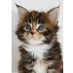 Spice Girls, Maine Coon - Katze