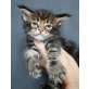 Spiderman, Batman, Maine Coon - Kater