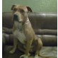Spike, Amerikanischer Pit-Bullterrier - Rüde